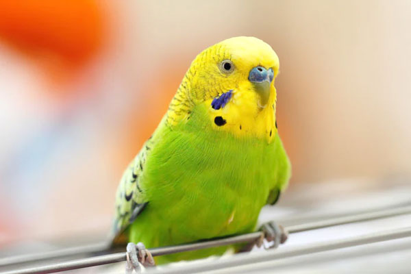 What Causes Budgies Beak Discoloration