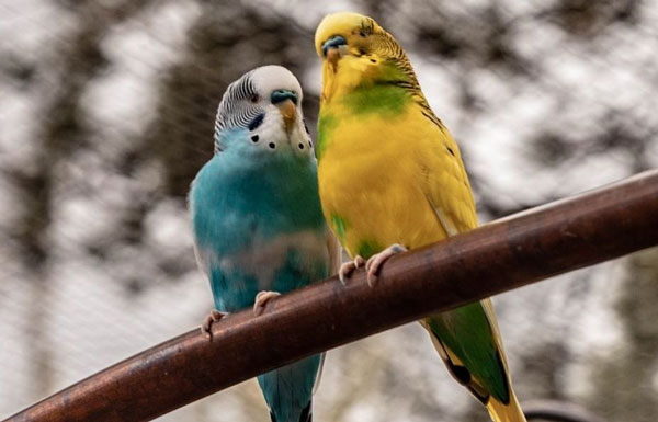 What Causes Stress To A Budgie