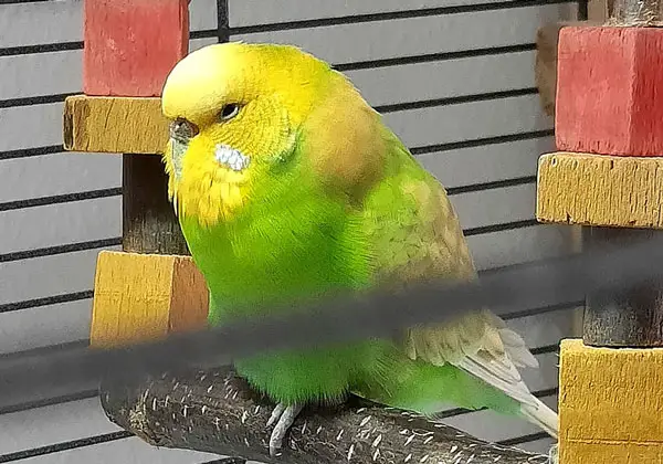 What Causes Your Budgie To Vomit