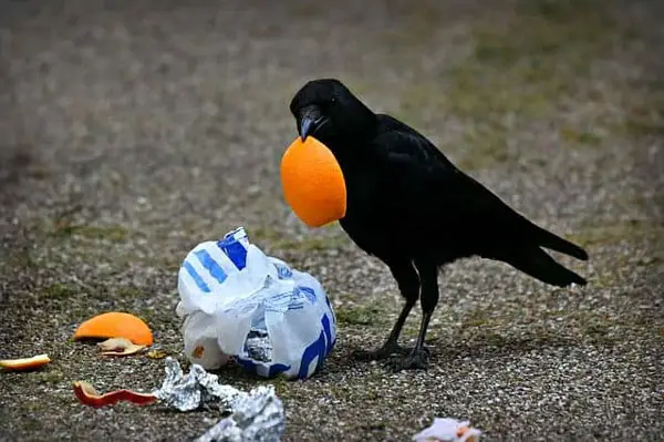 What Do Crows Eat