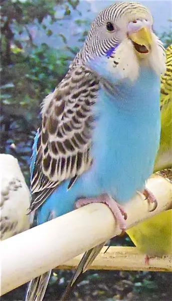 What Do I Do If My Budgie Keeps Opening Its Mouth