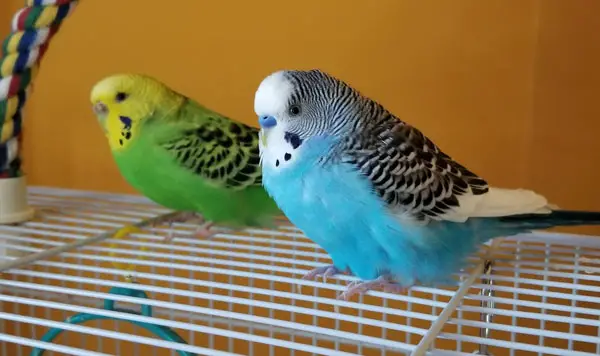What Genders of Budgies Get Along Best