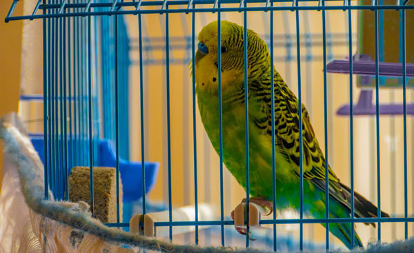 What Is Causing My Budgie To Pant