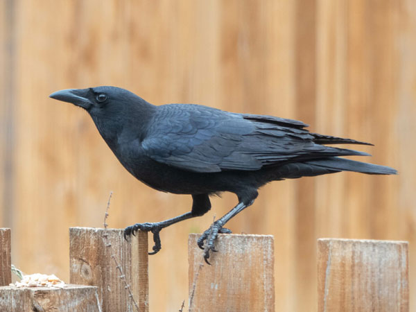 What Makes A Crow Intelligent