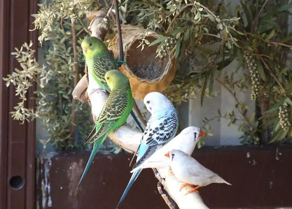 What Other Birds Get Along With Budgies