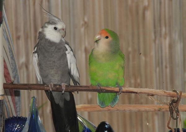 What Other Birds Get Along With Cockatiels