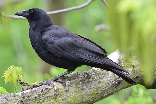What Should Crows Not Eat