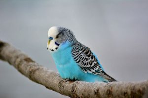 Budgie Rubbing Head on Perch: Why and How to Help?