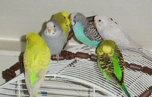 What To Do If your Budgie Is Not Eating