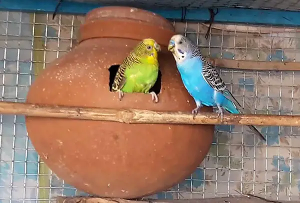 What You Must Never Do With A Budgie