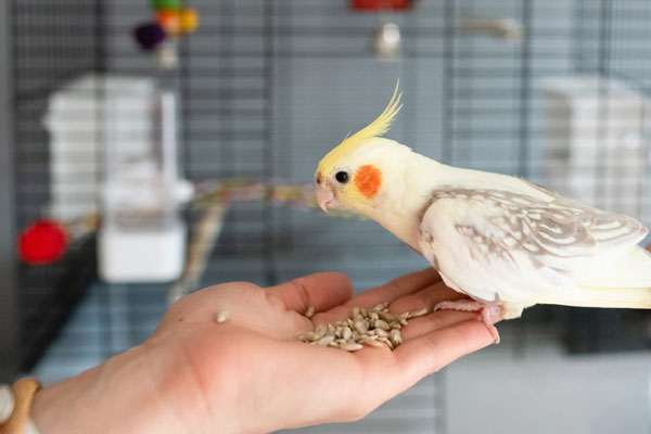 What cockatiels usually eat
