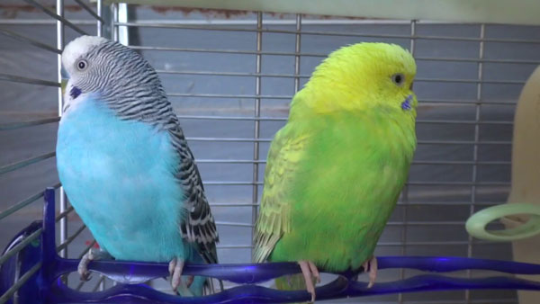 What happens if the budgie does not sleep in darkness