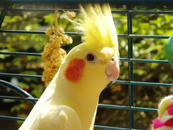 What other foods can cockatiels have