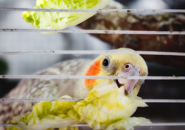 What other foods do cockatiels have