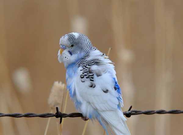 What to Do When Your Budgie Passes Away