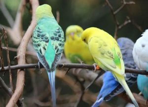 Why Does My Budgie Puff Up And Is Sleepy? - What You Need To Know!