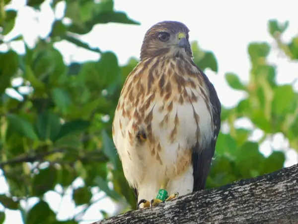 Why Are Hawks Endangered