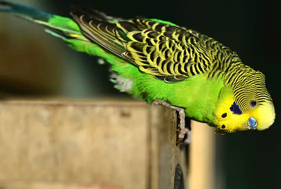 Why Budgies Bob Their Head Up & Down