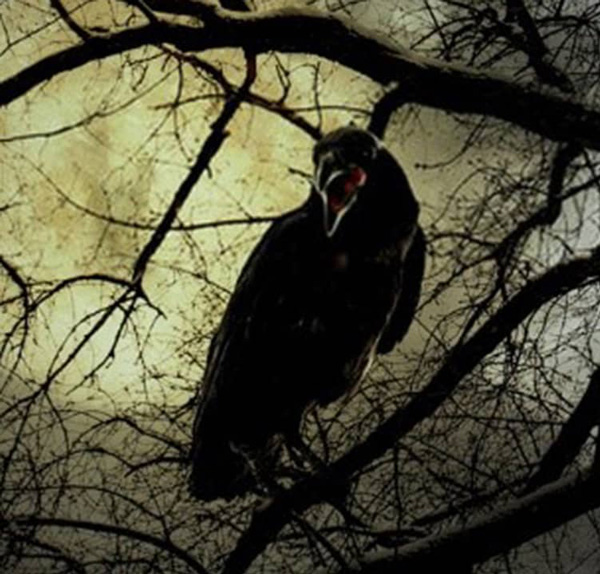 Why Crows Make Noise At Night
