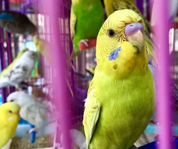 Why Do Budgies Get Scared