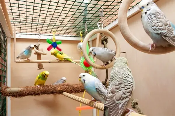 Why Do Budgies Keep Attacking Each Other