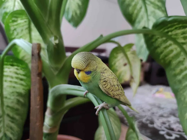 Why Do Budgies Need Darkness To Sleep