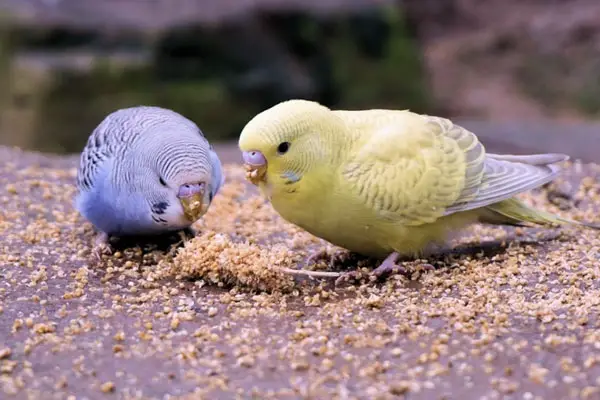 Why Do Budgies Need to Be in Pairs