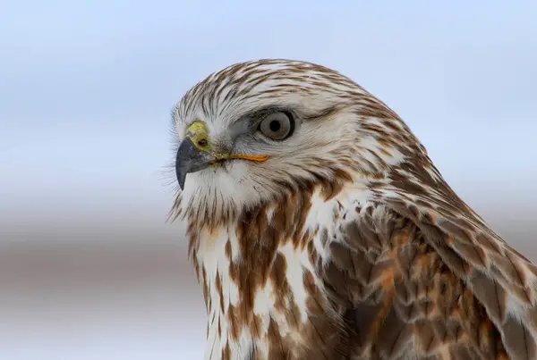 Why Do Hawks Have Such a Good Eyesight