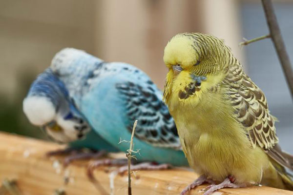 Why Does My Budgie Puff Up And Is Sleepy