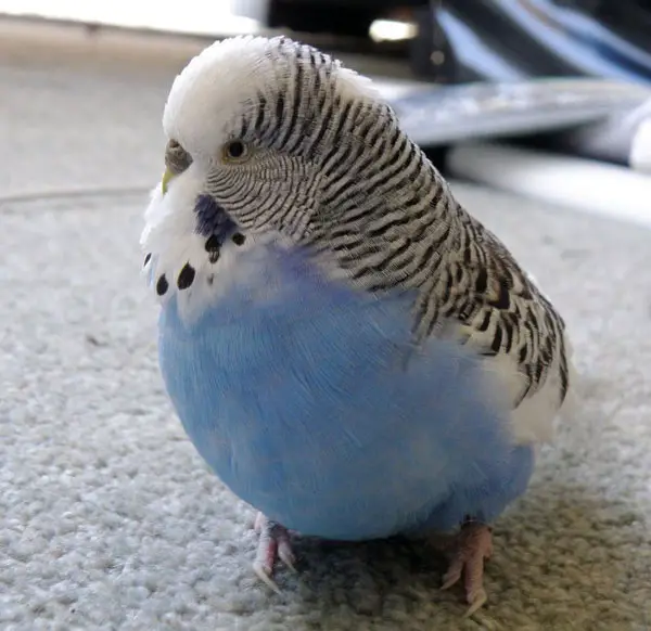 Why Is My Budgie Getting Overweight
