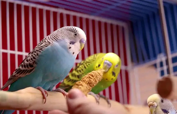 Why Is Your Budgie Regurgitating On You