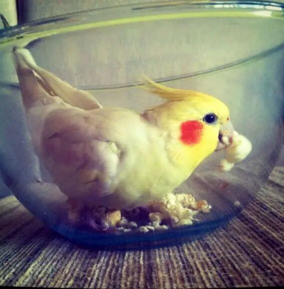 Why you can never feed cockatiels microwaved popcorn