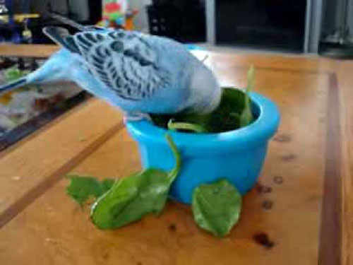 budgies eating spinach