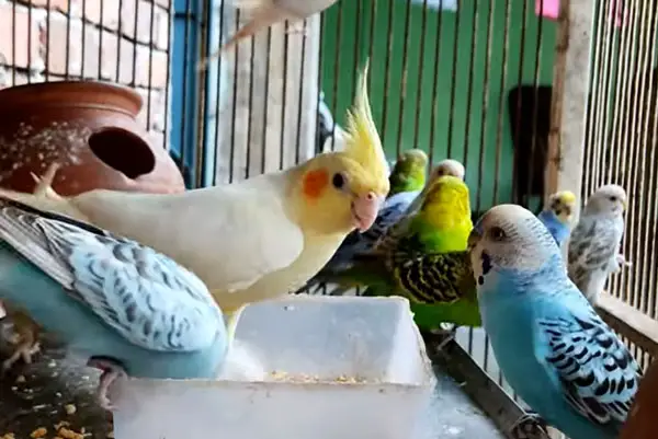 cockatiels like peanuts