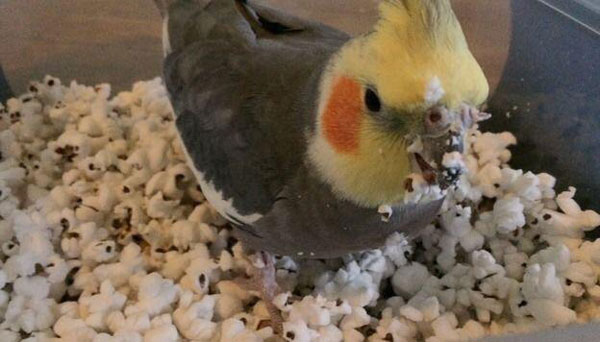 cockatiels like popcorn