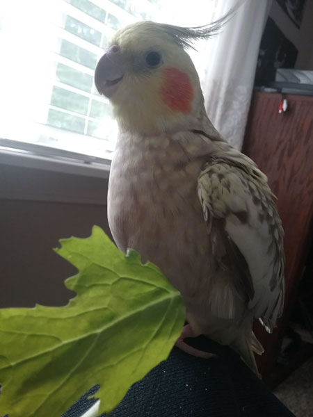 cockatiels like spinach