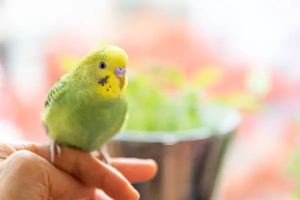 Are Budgies Color Blind