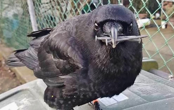 Are Crows Attracted to Shiny Objects