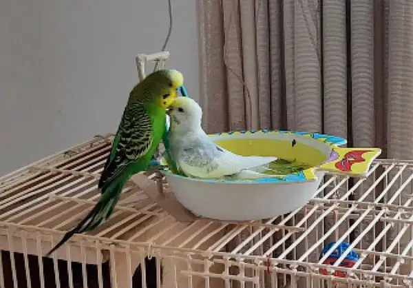 Are My Pet Budgies Fighting or Playing