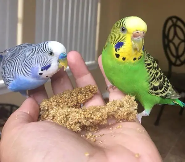 Budgie Bond Better with You