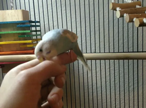 Budgie Nibbles My Finger