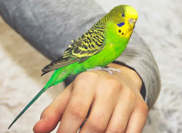 Budgie Nibbles My Finger