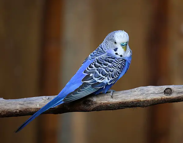 Budgie