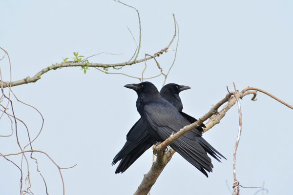 Do Crows Collect Shiny Objects