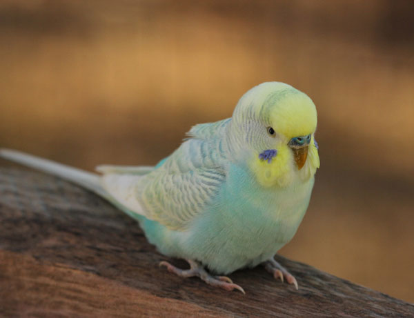 Does Budgies Poop Smell