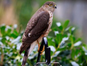 Hawk Approaching Speed: How Fast Can a Hawk Fly?