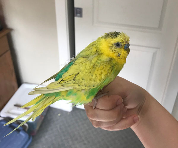How Can I Take Care of My Budgie During the Molt