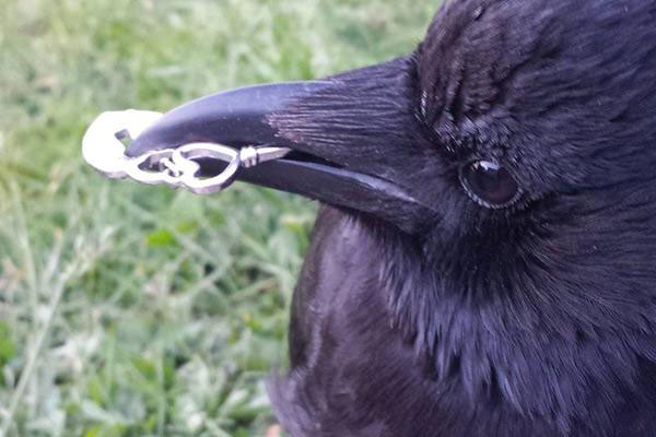 How Crows Behave Seeing a Shiny Thing