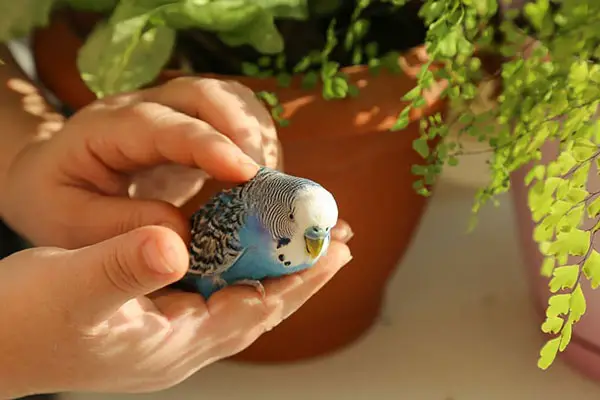 How Do Budgies Like to be Held & Cuddled