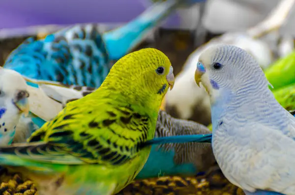 How Do I Tell If My Budgie Pets Like Each Other